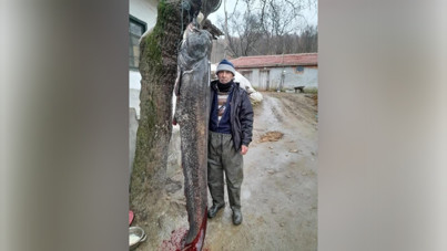 Meriç Nehri'nde 2.5 metre boyunda 'yayın balığı' yakalandı