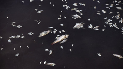 Sahilde 30 bin ölü balık bulundu