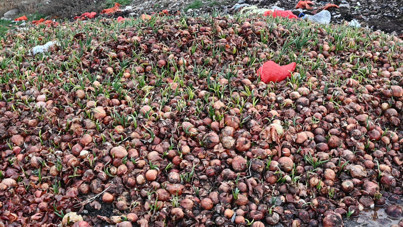 Çiftçi çıkış yolu arıyor: Maliyetinin yarısına bile alıcı bulamıyor!