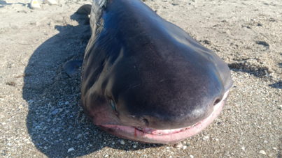 Tekirdağ'da köpek balığı kıyıya vurdu
