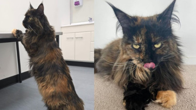 Uçakta unutulan kedi, saatlerce uçtu