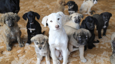 Türkiye'de ilk: Hayvanını sokağa bırakana 72 bin lira ceza