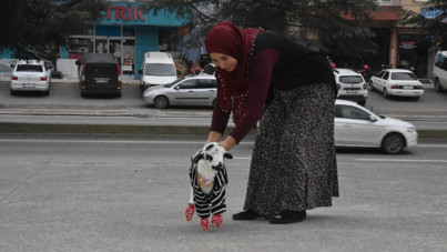 Evde kuzu büyütüyor! Biberonla besleyip, mahallede gezdiriyor