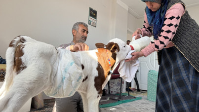 Prematüre buzağıya evinde bebek gibi bakıyor