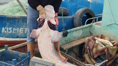 Havyarı 2 milyon liraya satılıyor: Tunceli’de ağlara takıldı