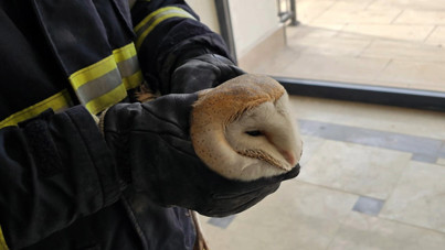 Çaresiz baykuşu itfaiye kurtardı