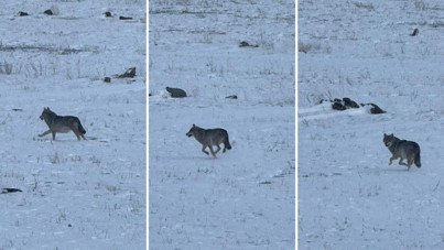 Kars'ta aç kalan kurt köye indi