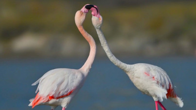 Bu da flamingoların 14 Şubat'ı