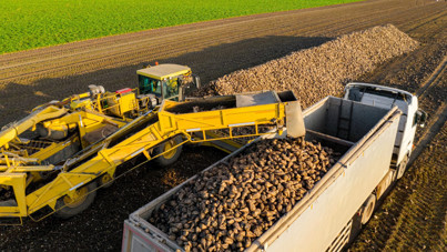 Tarlanın zam şampiyonu ocakta kırmızı lahana