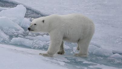 WWF hakkında çarpıcı iddia