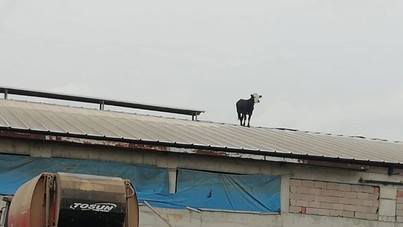 Çankırı'da aşıdan kaçan dana mandıranın çatısına çıktı