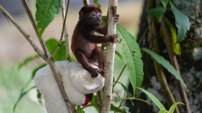 Hayvanat bahçesindeki maymunlar yer sıkıntısı nedeniyle öldürüldü