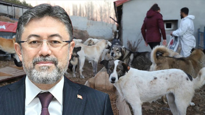 Belediyelere sokak hayvanları denetimi başlıyor