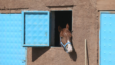 7 yaşında başlayan tutku, 19 atlık çiftliğe dönüştü
