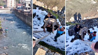 Dereye düşen karacayı omzunda taşıdı