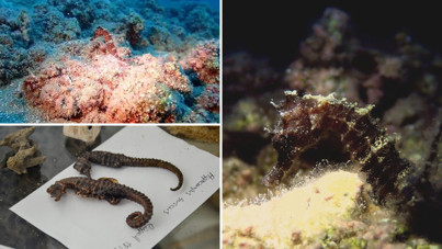 Türkiye sularında sadece 3 türü var: Yok olma tehlikesiyle karşı karşıyalar