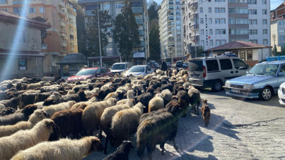 Görenler şaşkına döndü: Koyun koyuna yürüdüler
