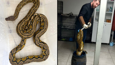 Otobüste piton bulundu