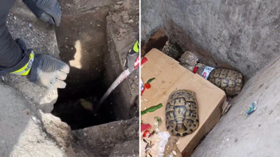 Rögara düşen yavru ördek ve çöpe atılan kaplumbağalar kurtarıldı