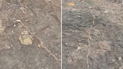 Bu tırtıllara sakın dokunmayın! Tekirdağ’daki konvoy korkuttu