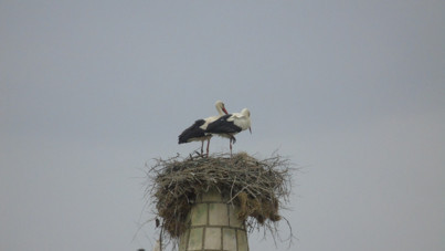 Hitit leyleği geleneği bozmadı, minarenin onarımı yine ertelendi