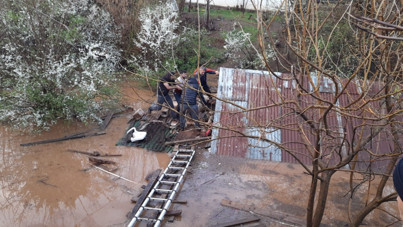 Su basan ahırda çok sayıda hayvan öldü