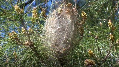 Ağaçlar için seferber oldular: 'Terminatör üretmeye başladık'