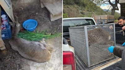 Yaralı ceylanın imdadına vatandaşlar yetişti