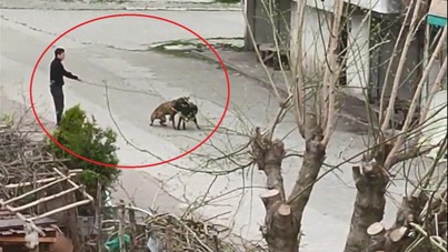 Tasmasından tuttuğu köpeğini, sokak köpeklerine saldırttı