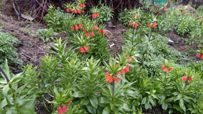 Koparmanın cezası 577 bin TL, yurt dışına çıkarılması yasak