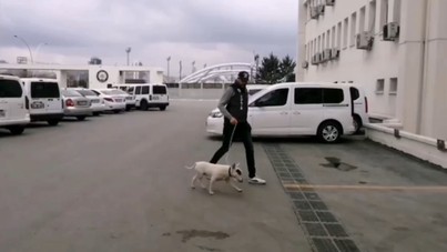10 bin euro değerindeki köpeği çaldı