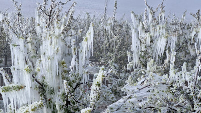 Ağaçlar dondu, vatandaş yanacak