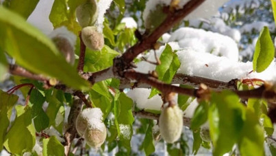 Zirai don felaketinin yaşandığı Malatya'da kriz masası oluşturuldu