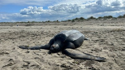 Nadir görülen deniz kaplumbağası sahile vurdu