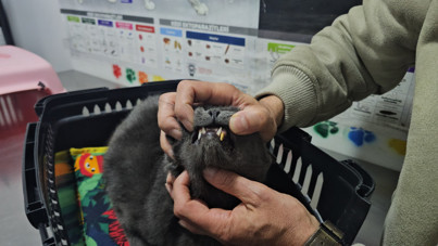 Kedinin kırılan dişini altından yaptılar