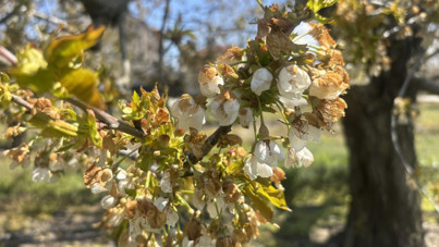 Kiraz bu yıl cep yakacak