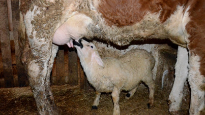 Öksüz kuzuyu inek emziriyor