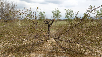 Meyveden umudu kesen çiftçi ağaçlarını kurtarmak için çabalıyor