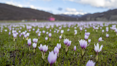 Munzur'un eteklerinde tabiat canlandı: Rengarenk çiçekler ilgi odağı