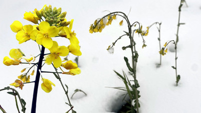 Kar altında kaldı, don felaketini yaşadı: 'Sarı altın' kendini böyle korudu