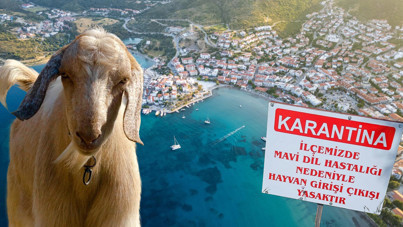 'Mavi dil hastalığı' alarmı: Turistlerin gözde ilçesi karantinaya alındı