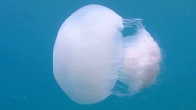 40 kiloluk 'canavarlar' Akdeniz’de: Sakın dokunmayın