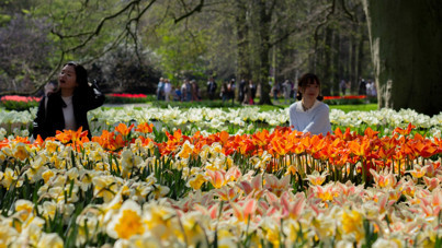 Doğanın en renkli bahçesi açıldı: 7 milyon lale göz kamaştırıyor