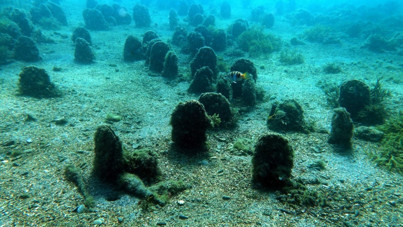 Müsilajla mücadele: Deniz çayırları ve pina midyeleri kullanılacak