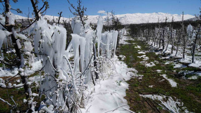 Elmada kayıp 500 bin ton