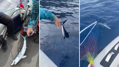 Yavru köpek balığını uyardı: 'Bir daha oltamıza gelme'