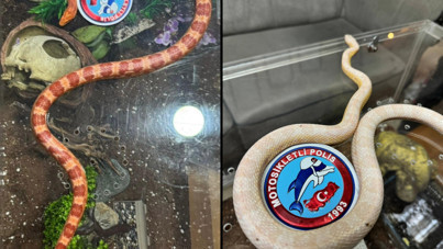 Yer Maslak: Araçtan zehirli yılanlar çıktı