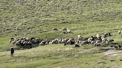 70 bin TL maaşla çoban bulamayan köylüler isyan etti: İthal edeceğiz