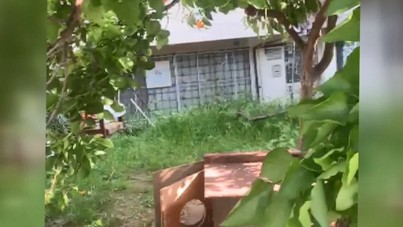 Bahçede vahşet: Yavru kedileri bıçakladılar