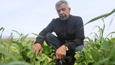 Çiftçi isyan etti: 'Tarlada 5 TL'ye veriyoruz, marketler 25 - 30 TL'ye satıyor'